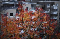 Herbst