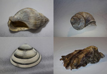 Muscheln- Tableau